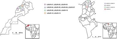 Insight into the herbicide resistance patterns in Lolium rigidum populations in Tunisian and Moroccan wheat regions